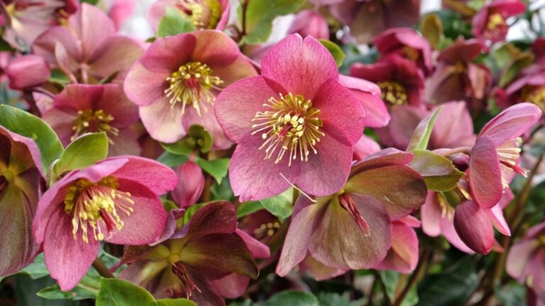 hellebore flowers
