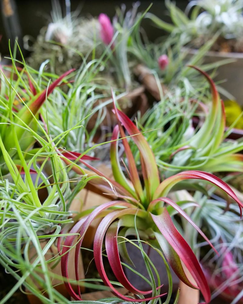 Air Plant (Tillandsia)