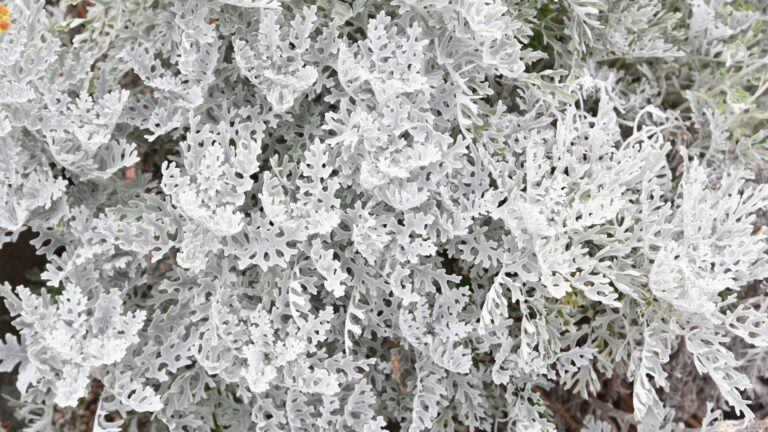 dusty miller foliage