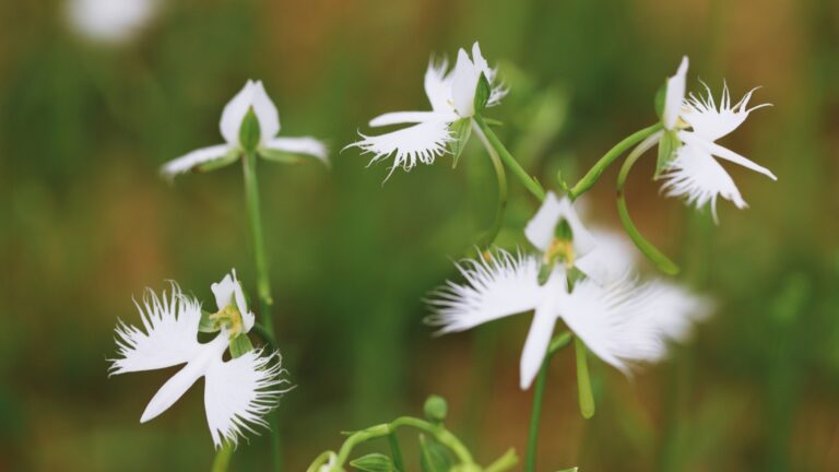 Western Prairie Fringed Orchid