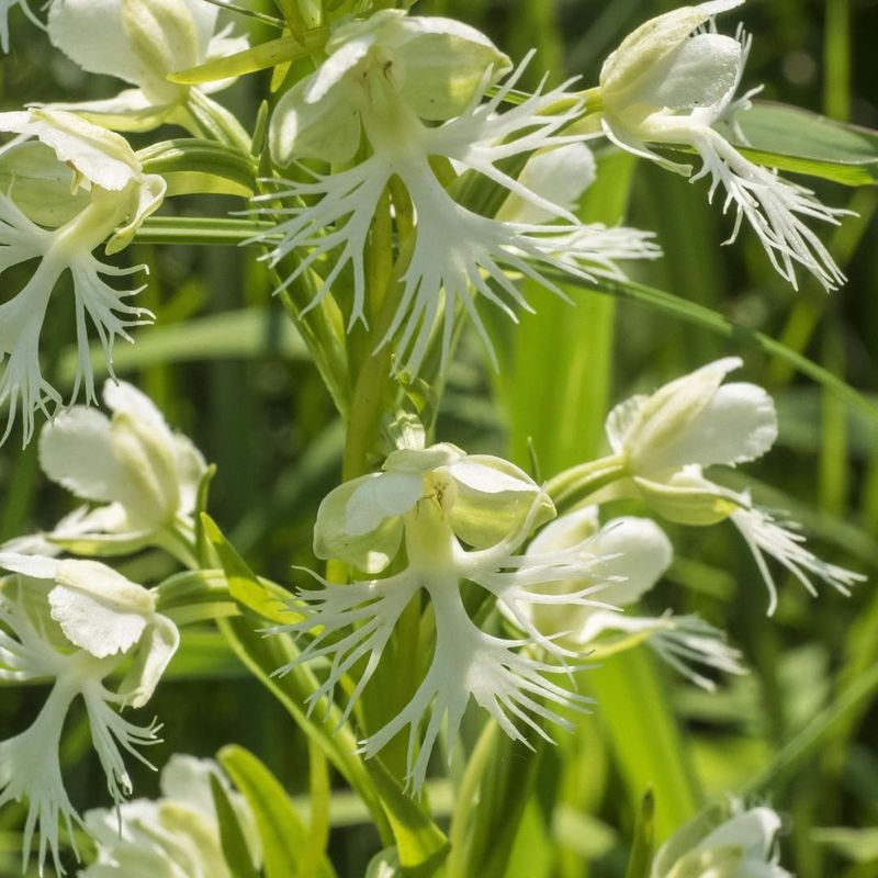 Western Prairie Fringed Orchid