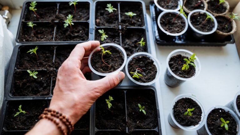sowing seeds in plastic cups