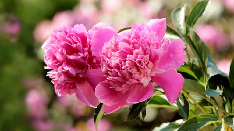 blooming peony