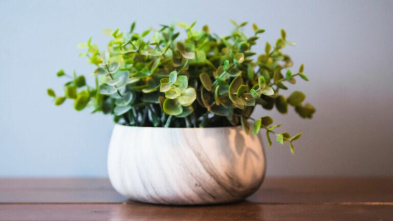eucalyptus in pot