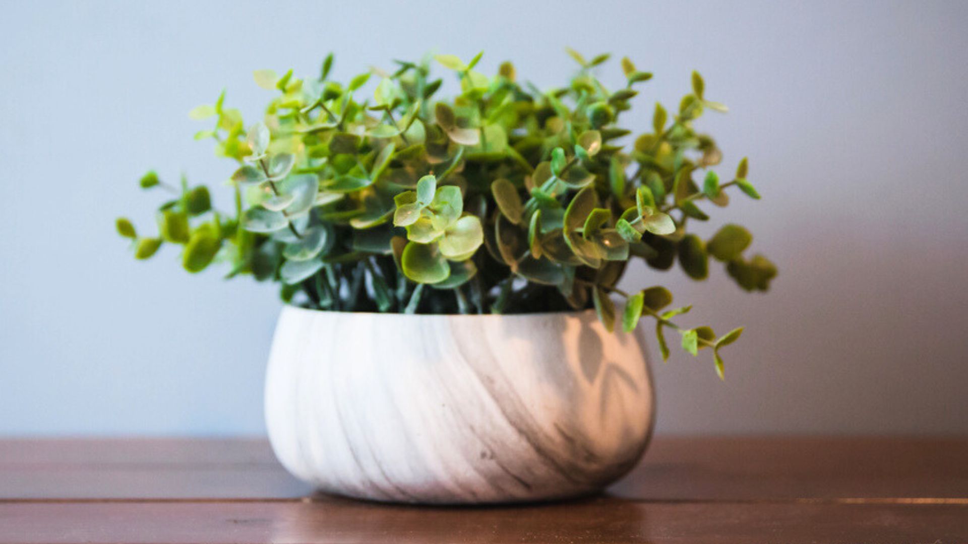 eucalyptus in pot