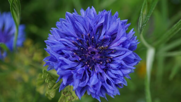 Bachelor’s Buttons