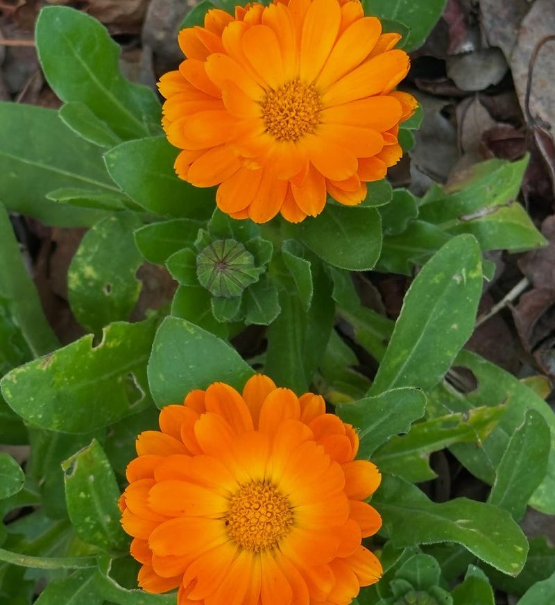 Calendula