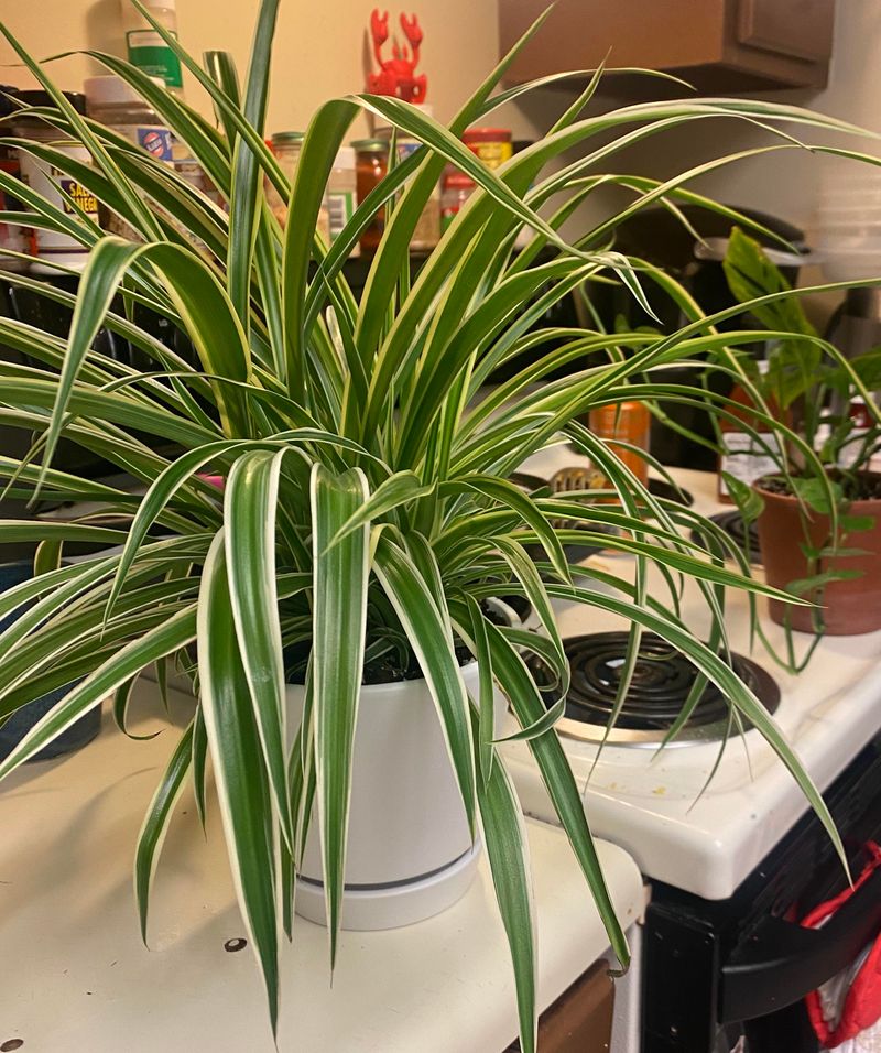 Spider Plant