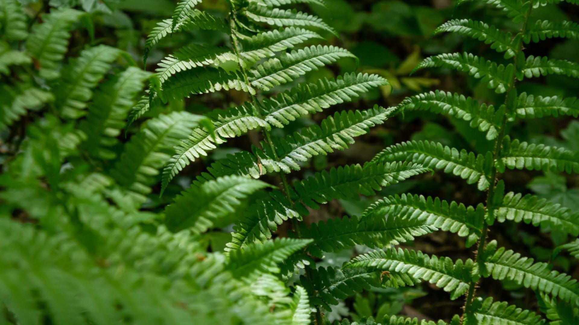 hardy fern plant