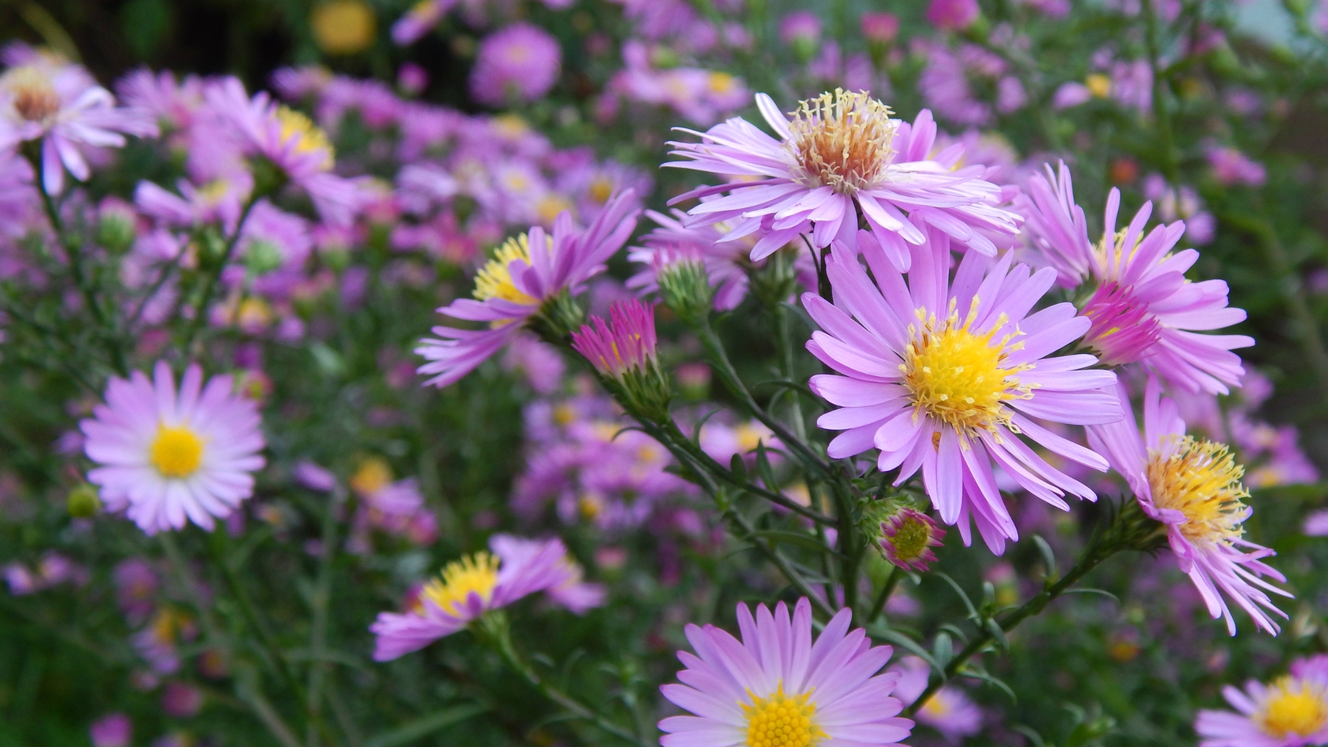 aster flower