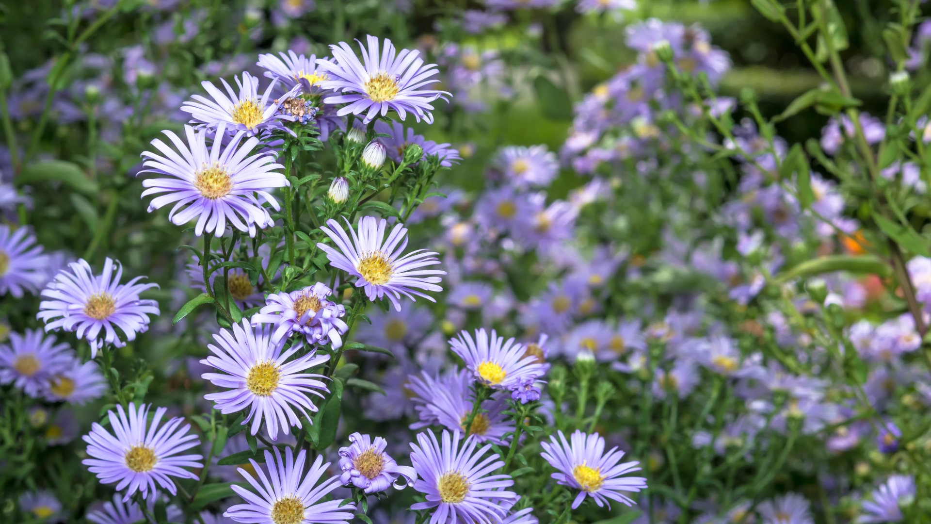 Perennial Flower