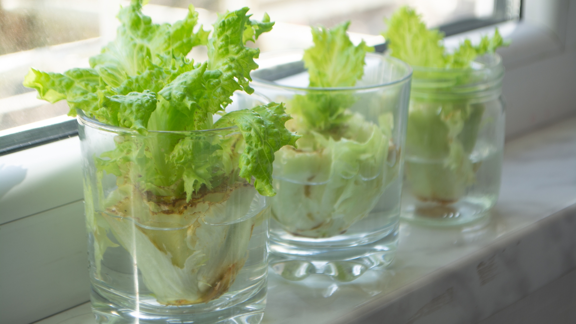 lettuce stumps in water