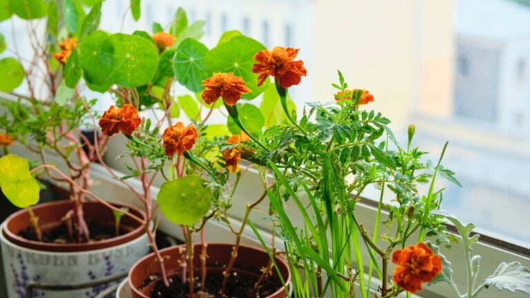 nasturtium flowers in pots