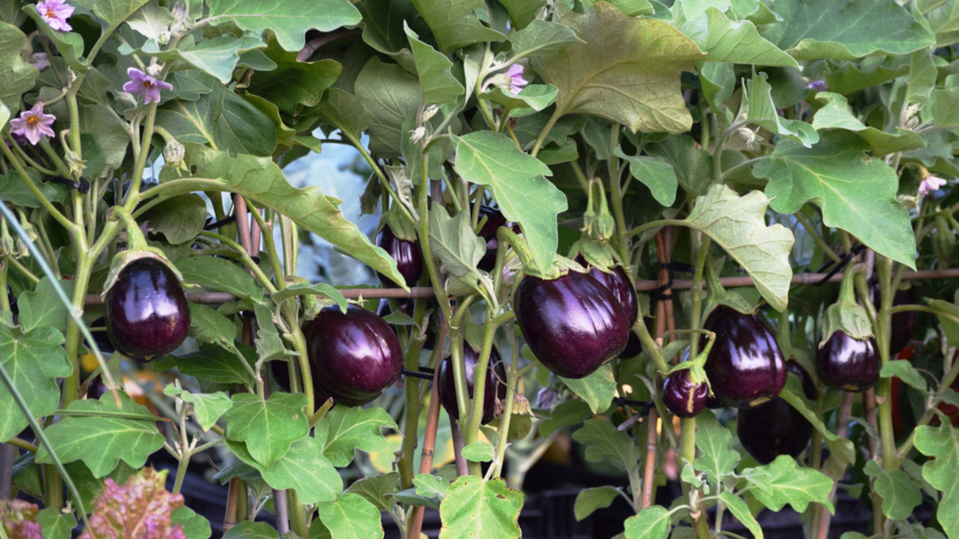 eggplant growing