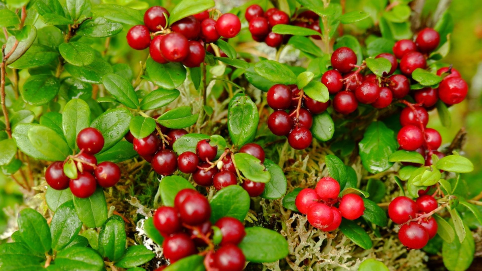 lingoberry shrub