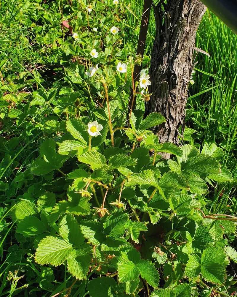 Strawberry (Fragaria vesca)