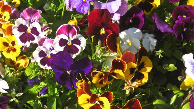 flowerbed with pansies of different color