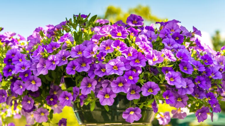 Petunias in a pot