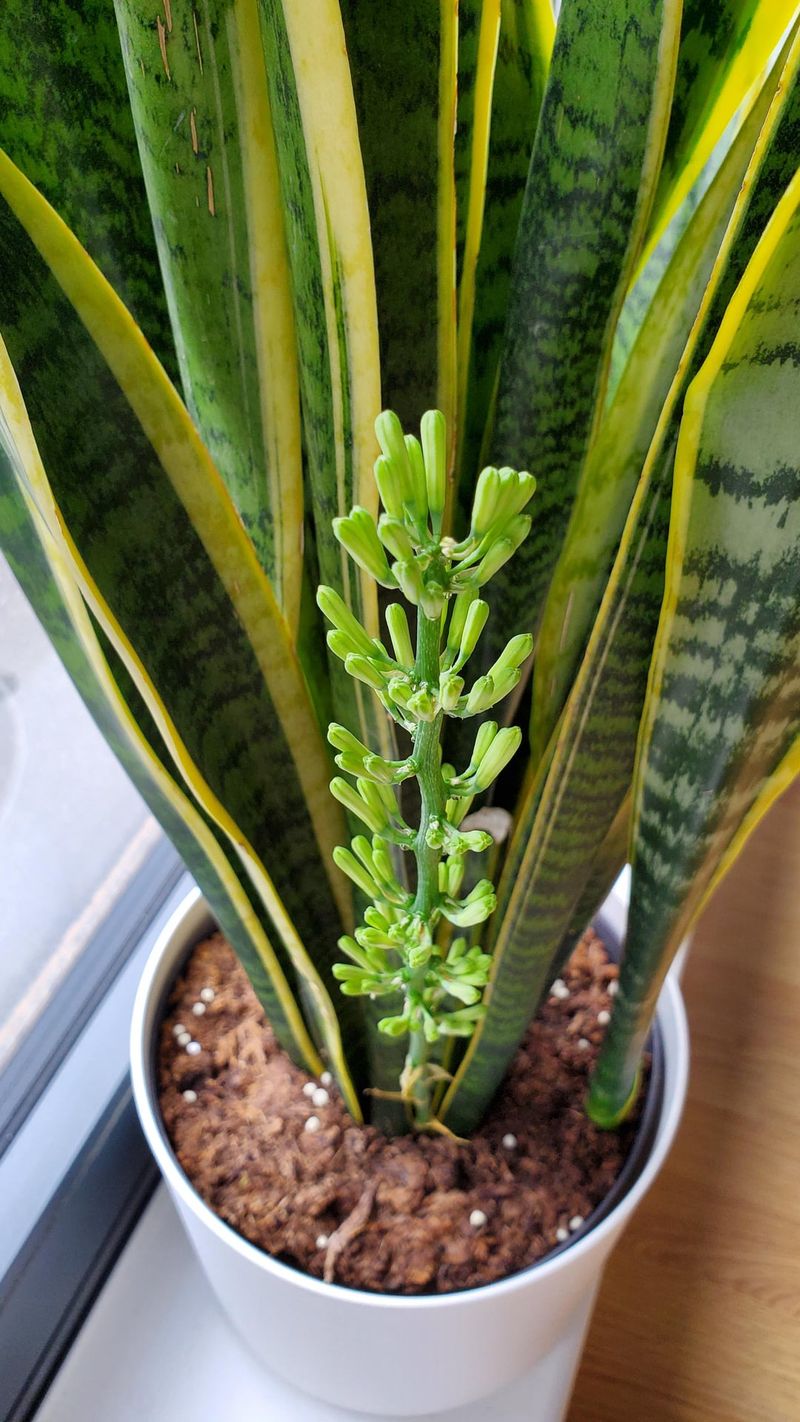 Snake Plant – Thrives on Neglect