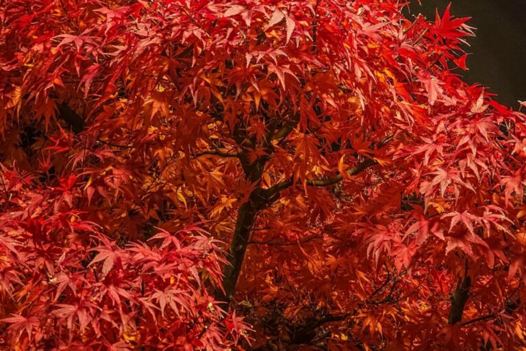 japanese maple tree