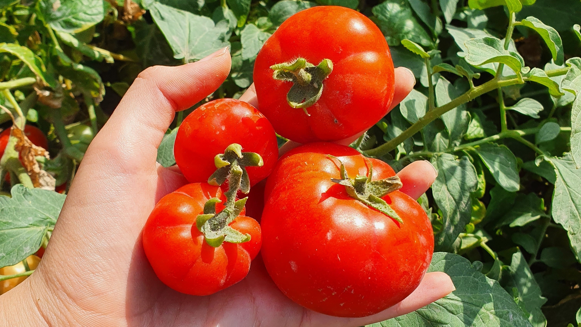 25 March Gardening Tips For An Early Tomato Harvest – And What To Avoid For The Best Results