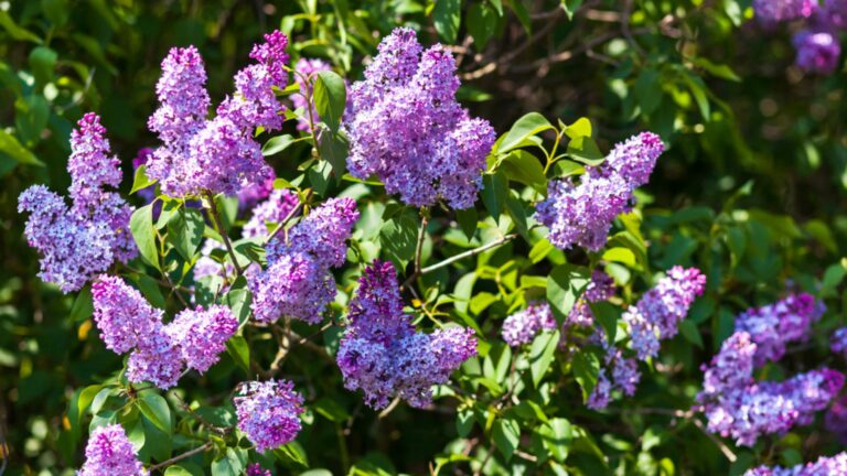 lilac bush