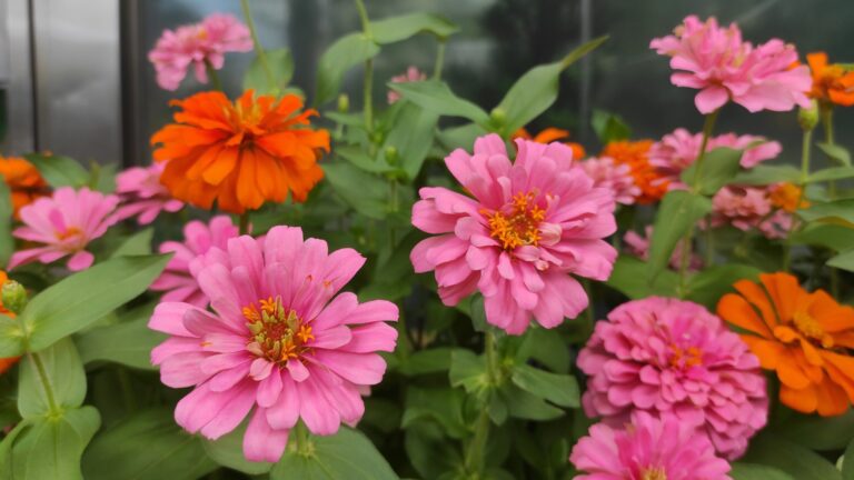 Zinnia