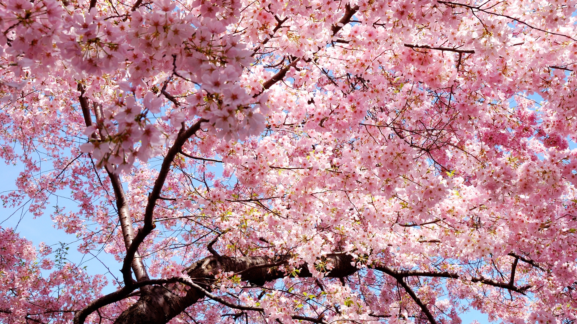 25 Pink Flowering Trees – Must-Have Beauties For Every Garden