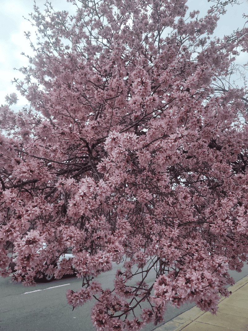 Cherry Blossom