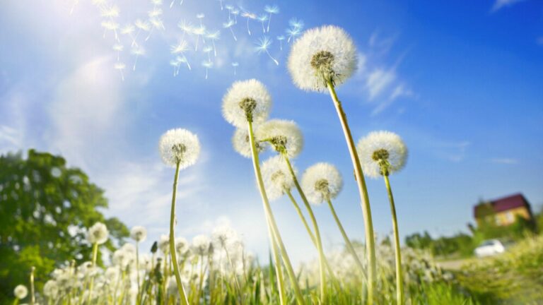dandelions in sun