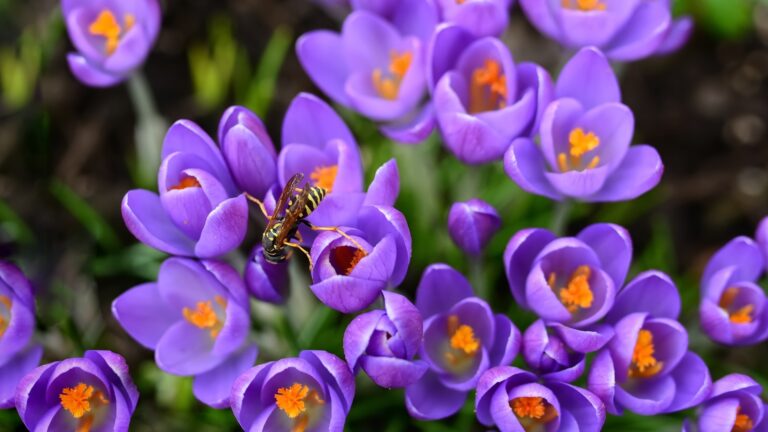 crocus bloom display