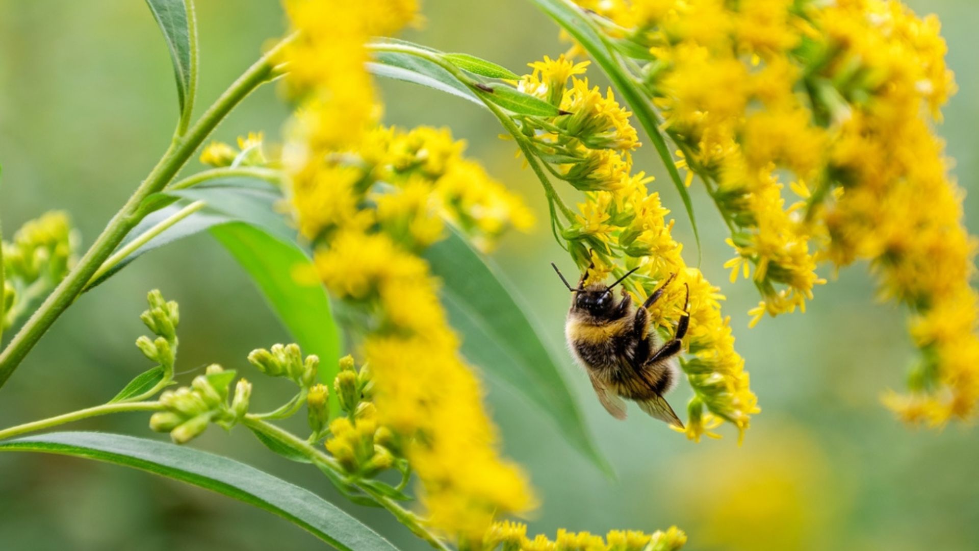 goldenrod plant with pollinator