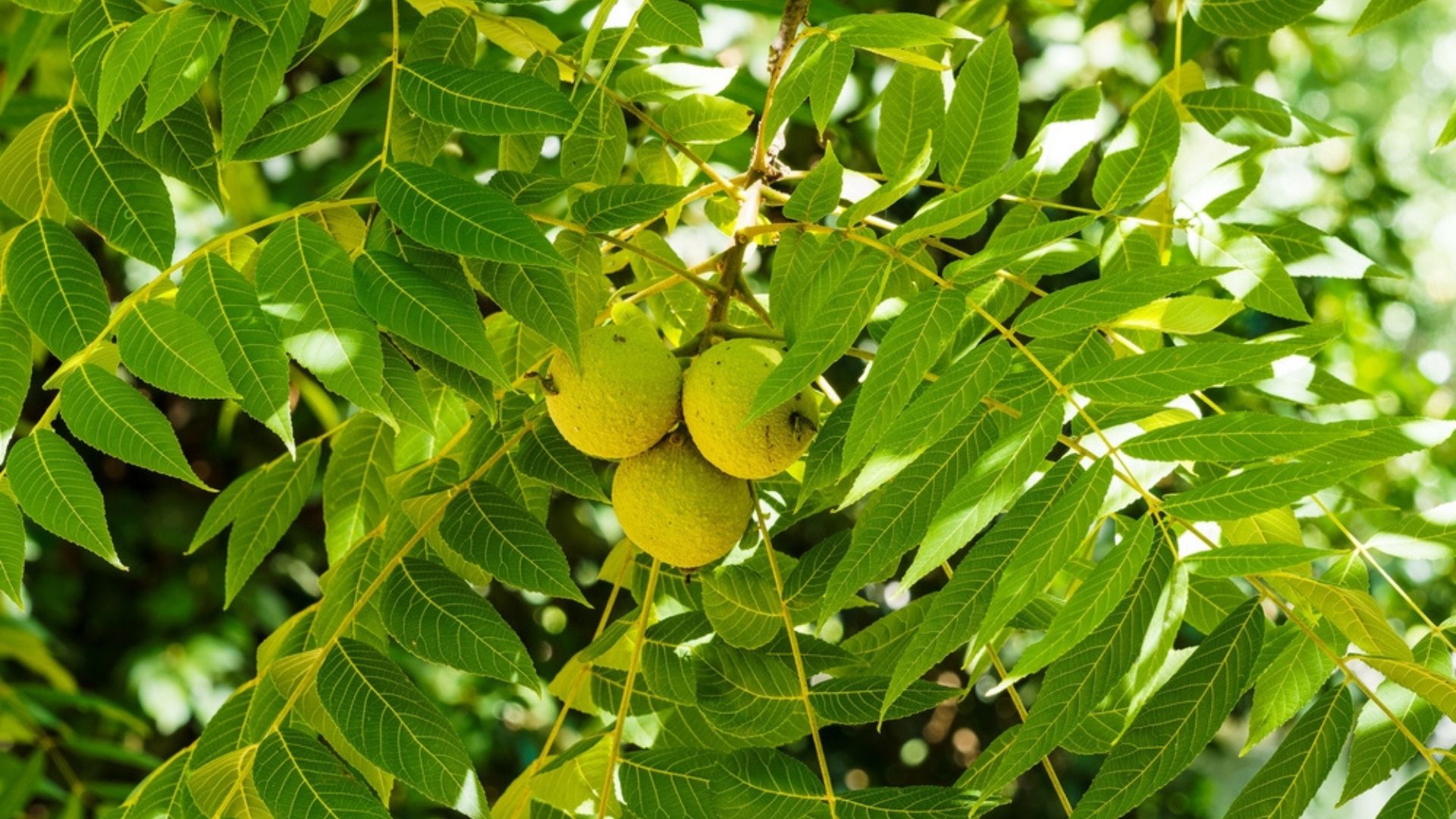 black walnut tree