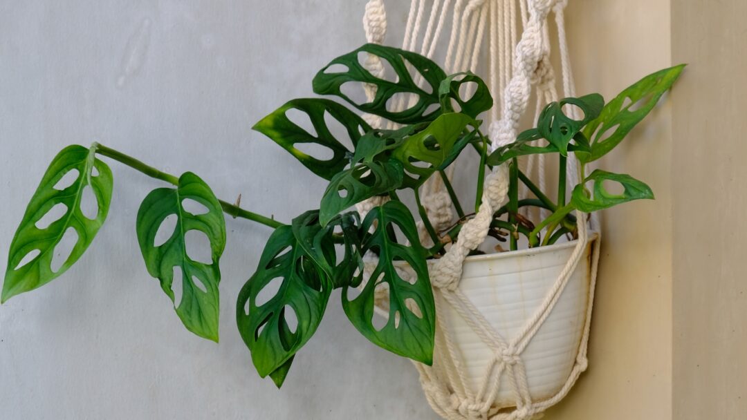 25 Signs Your Swiss Cheese Plant Is In Trouble (And How To Bring It ...