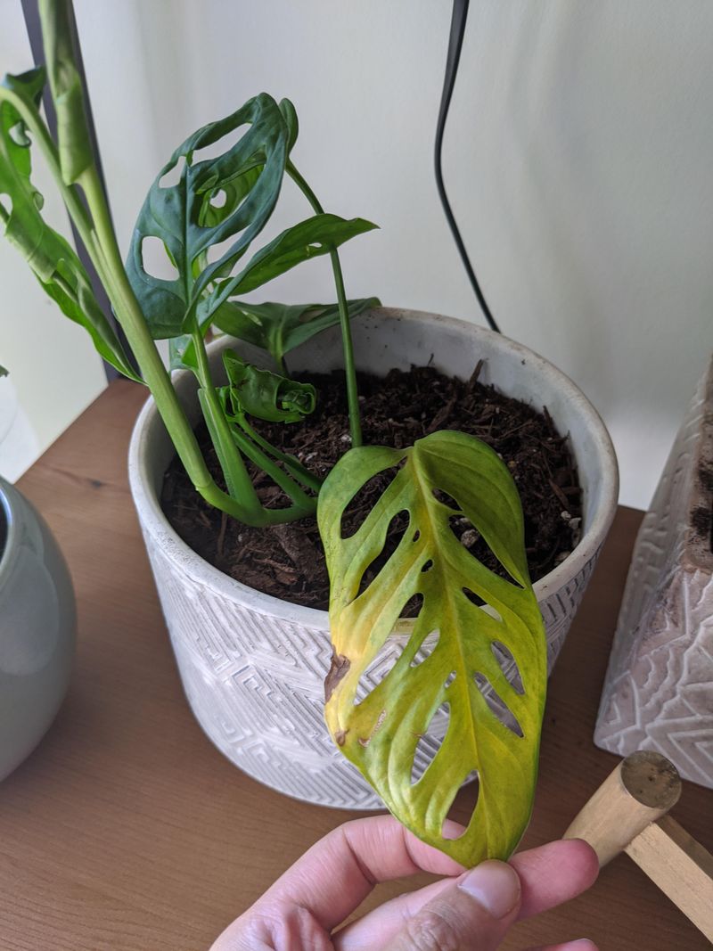 Yellowing Leaves