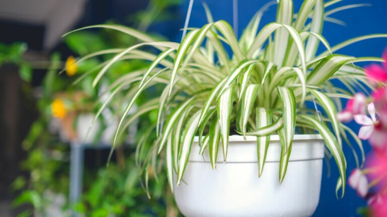 spider plant in hanging pot