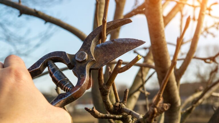 25 Spring Pruning Tips—What To Trim And What To Leave