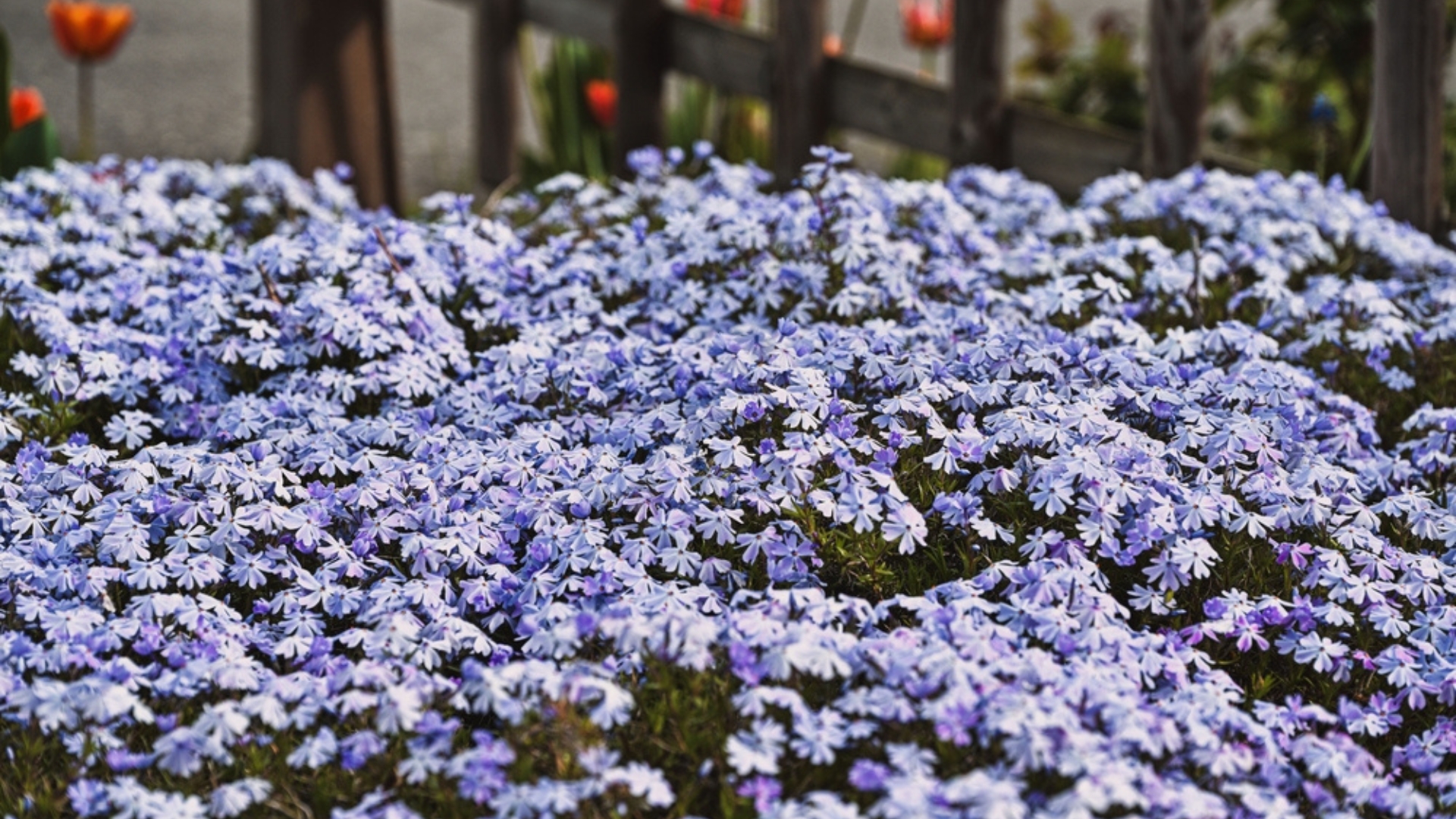 phlox subulata flowers