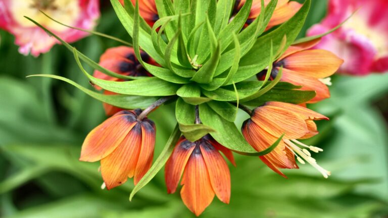 fritillaria