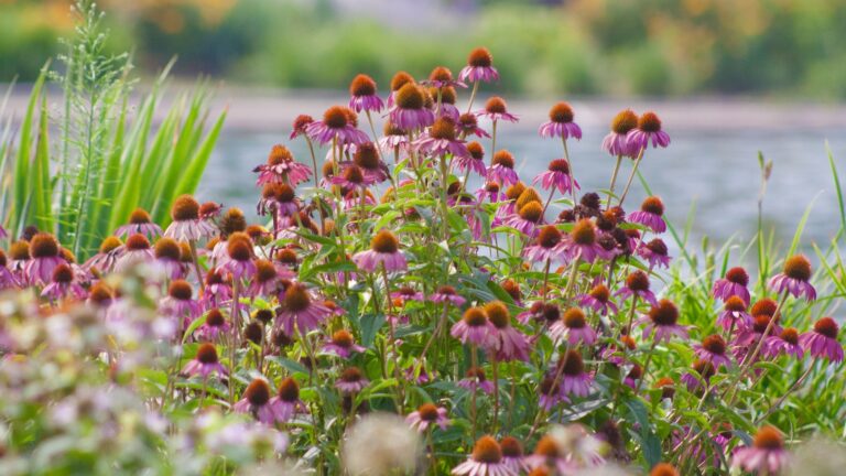 Coneflowers in a prairie garden
