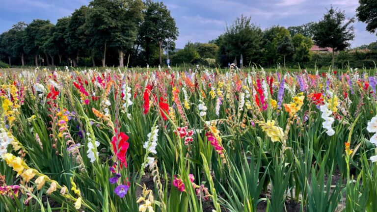 gladiolus field