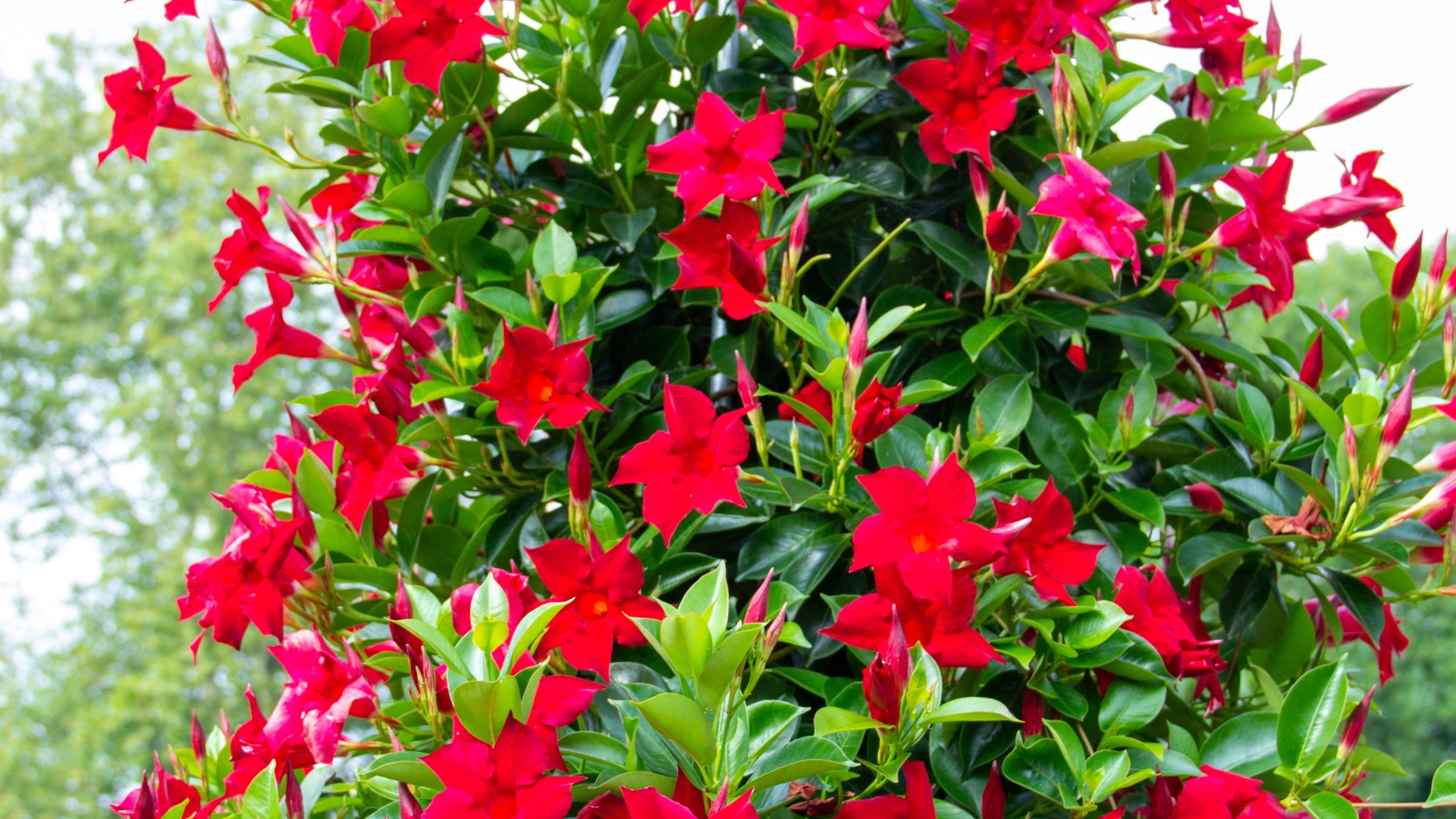 red mandevilla