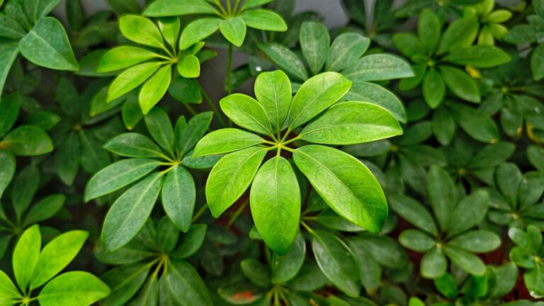 schefflera plant