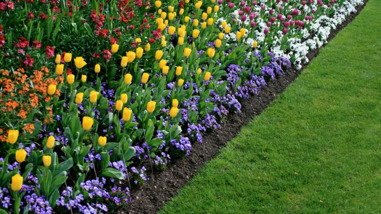 Colourful flower beds