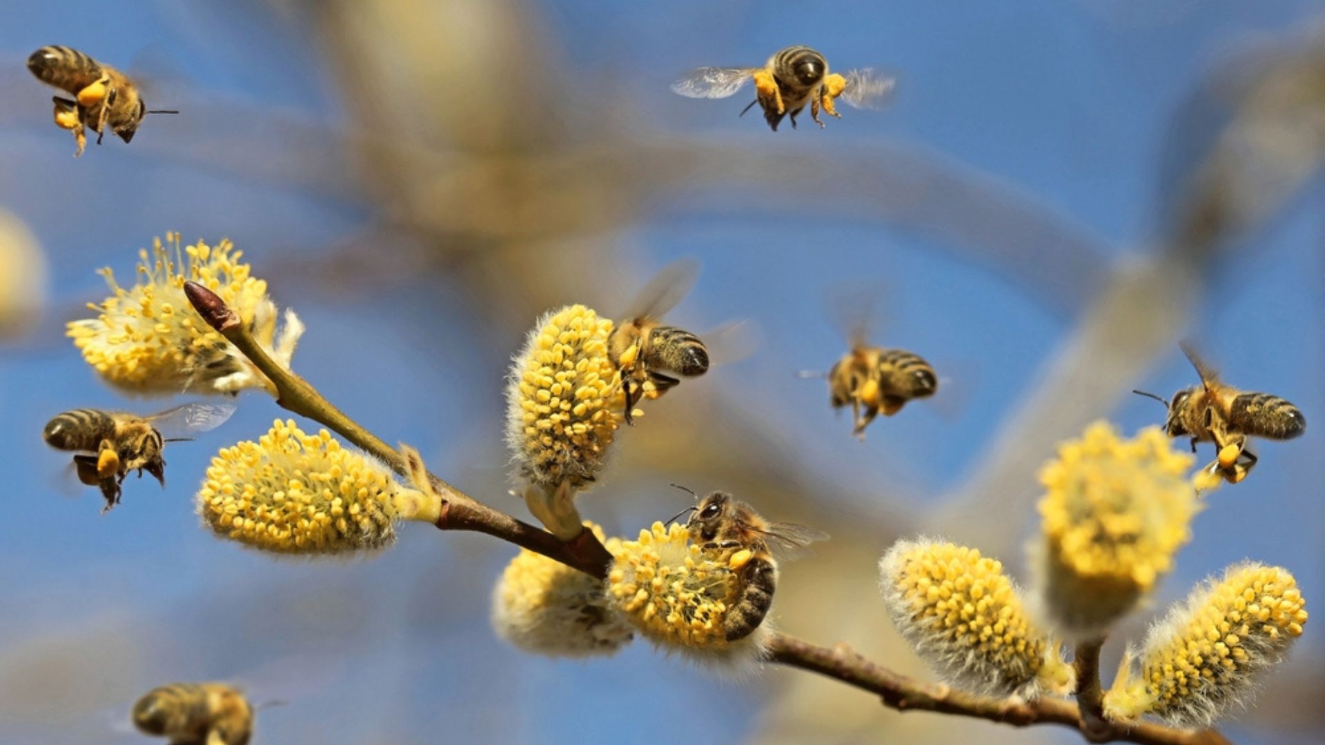 bees with branch of flower