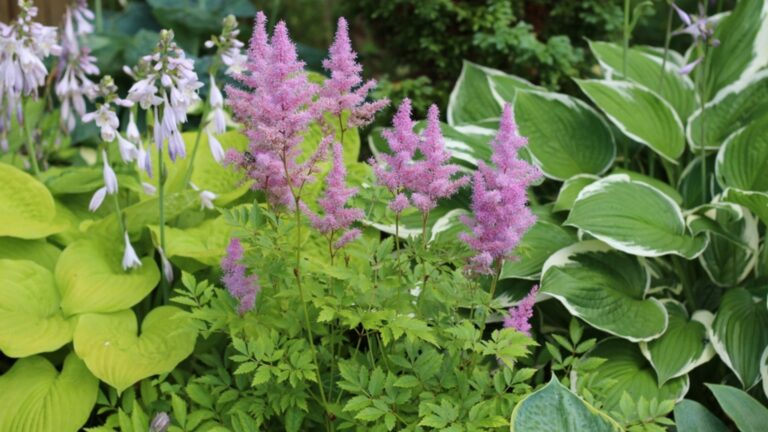 hosta companion plants