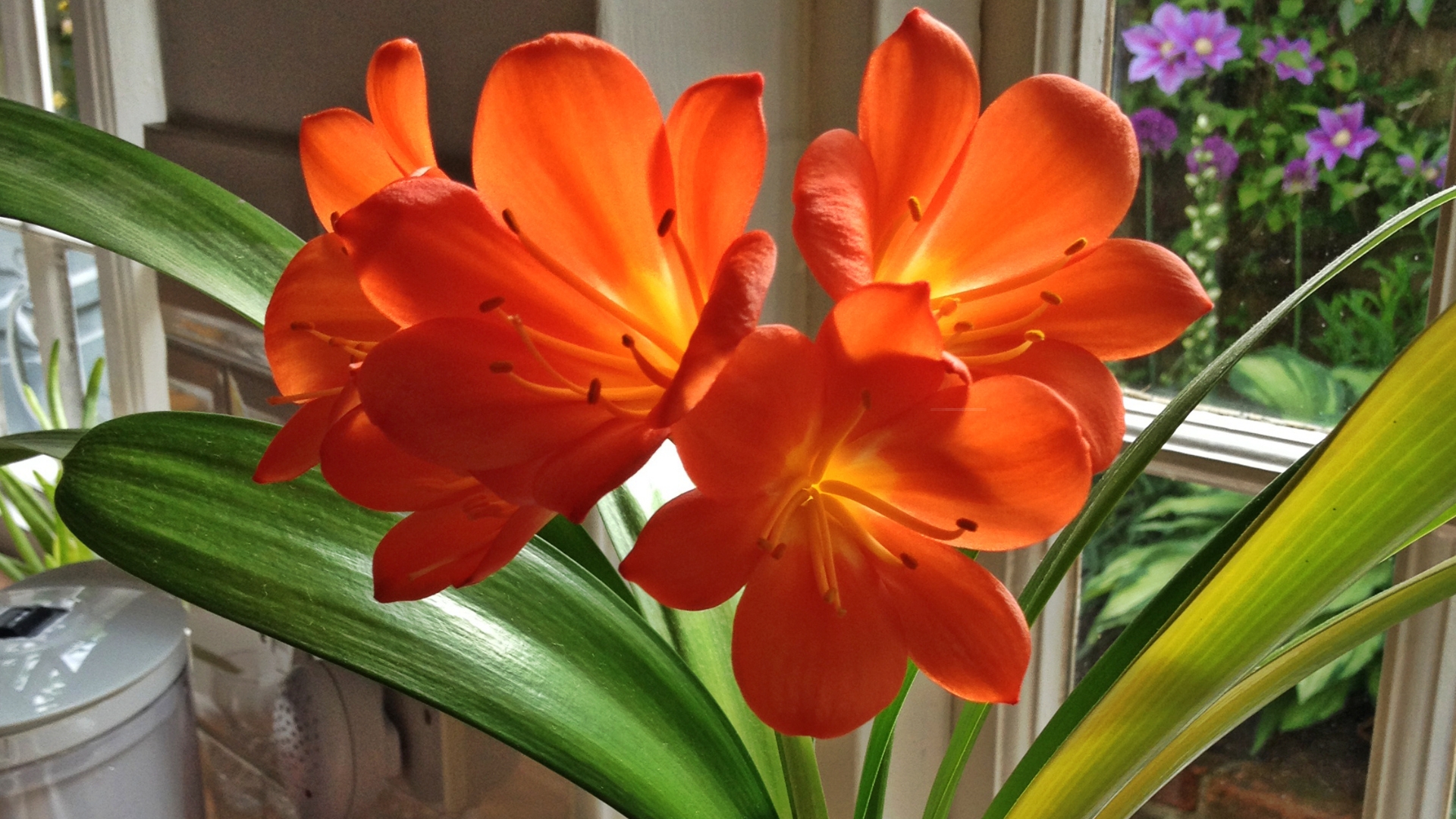 clivia as a houseplant