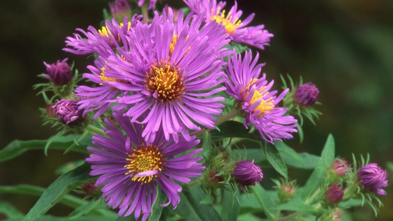 new england aster