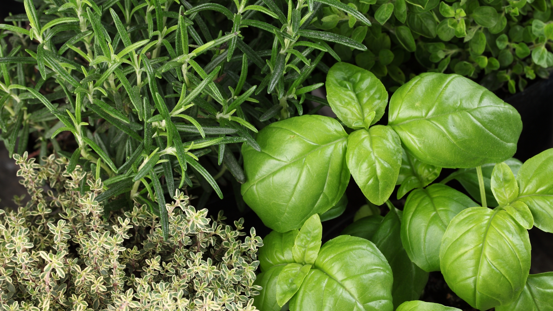 26 Herbs That Can Be Planted Together (Plus 4 You Should Avoid Like The Plague)