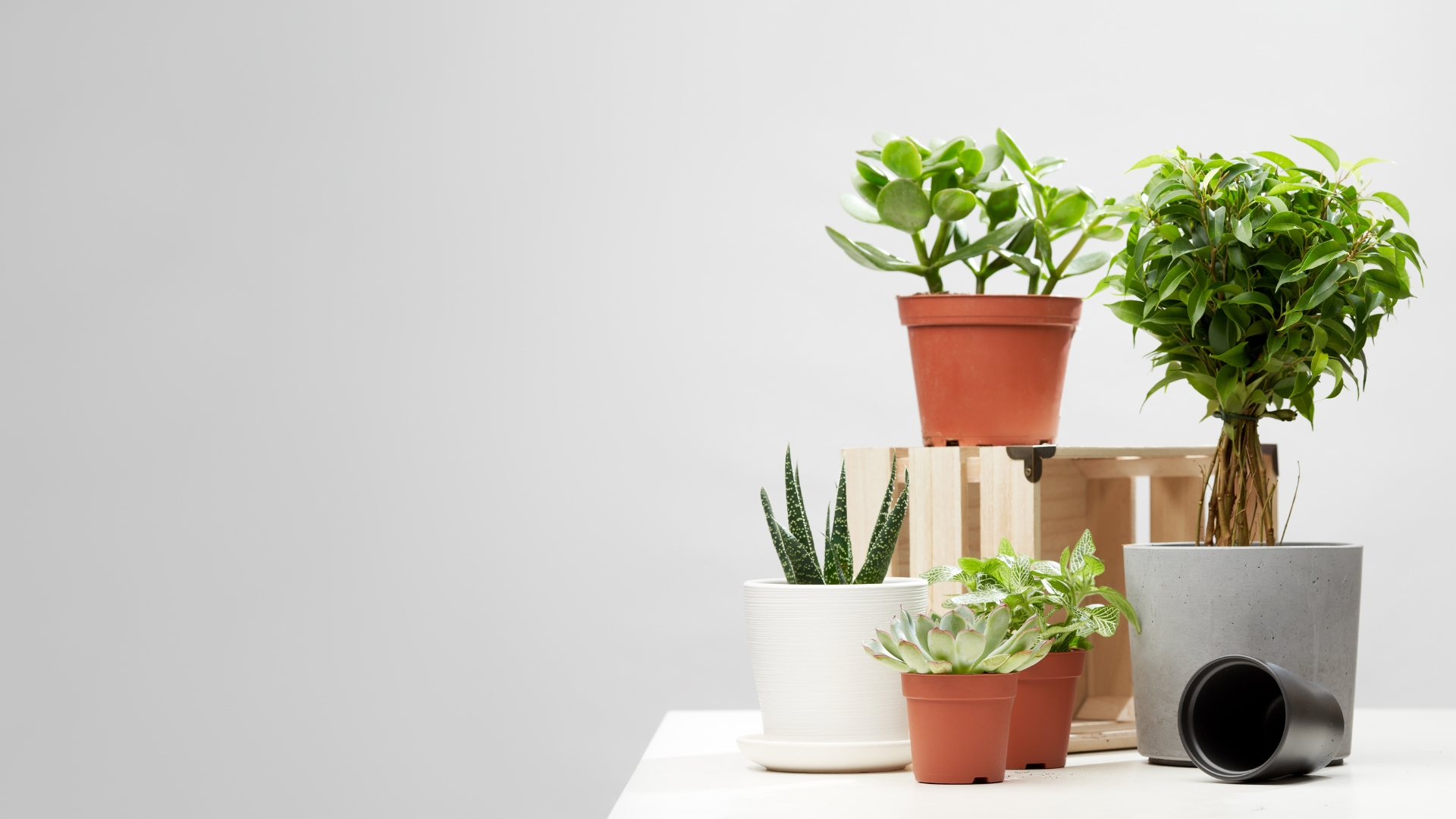 26 Indoor Plants That Practically Take Care Of Themselves (Plus a Few Must-Haves You Didn’t Expect)